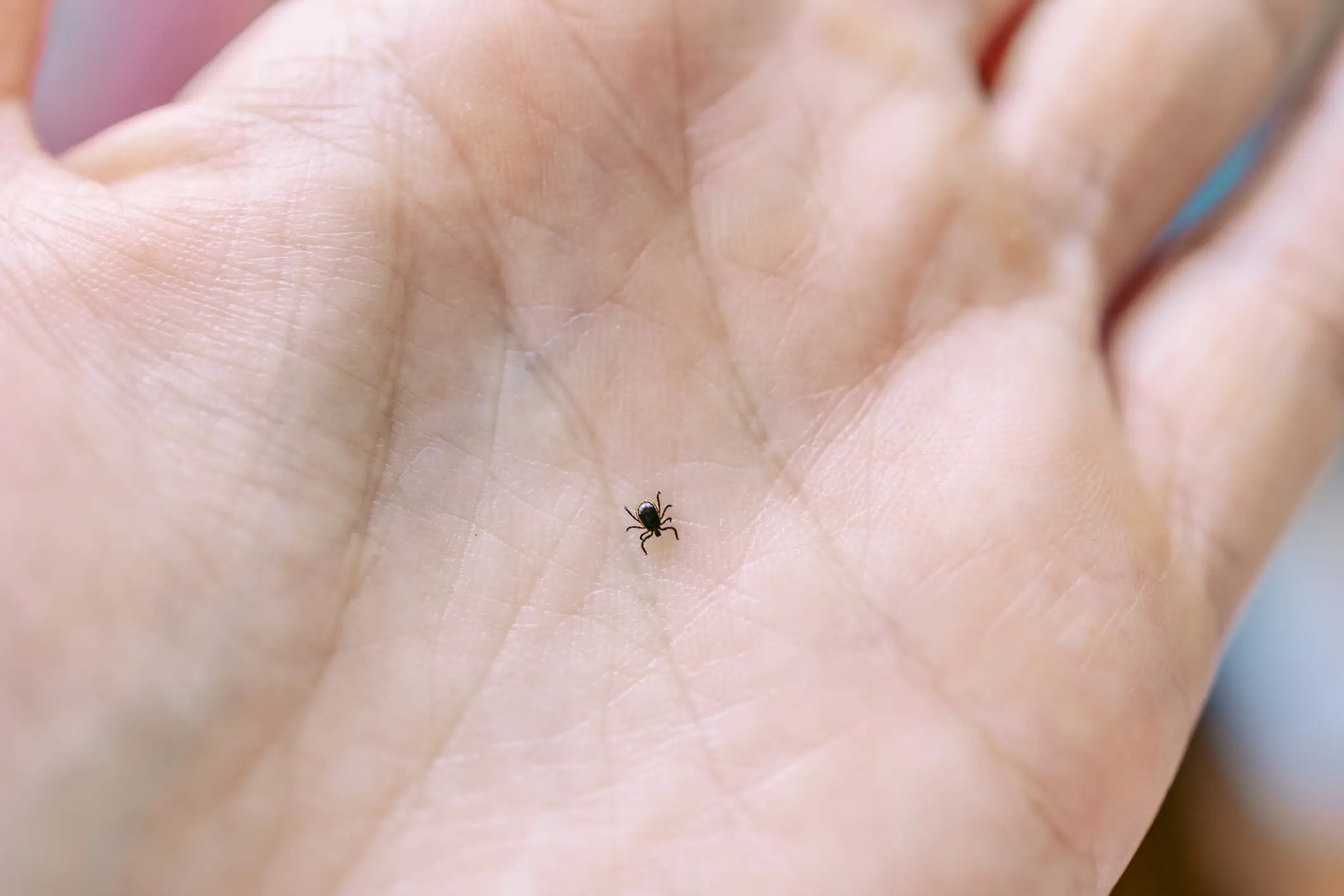 Ticks are particularly common in certain areas in the US (Getty Stock Images)