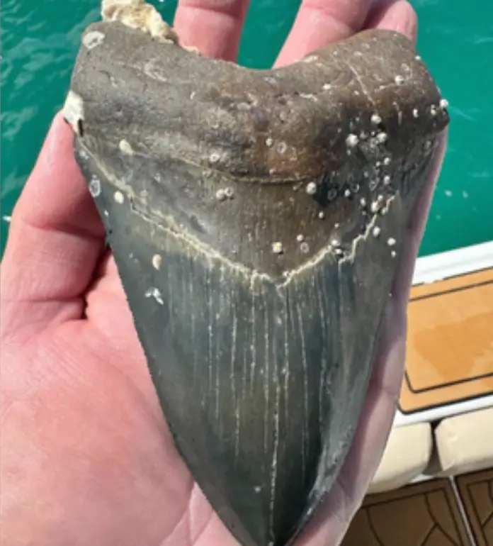 Now that's a mega tooth. (Fossil Junkies)
