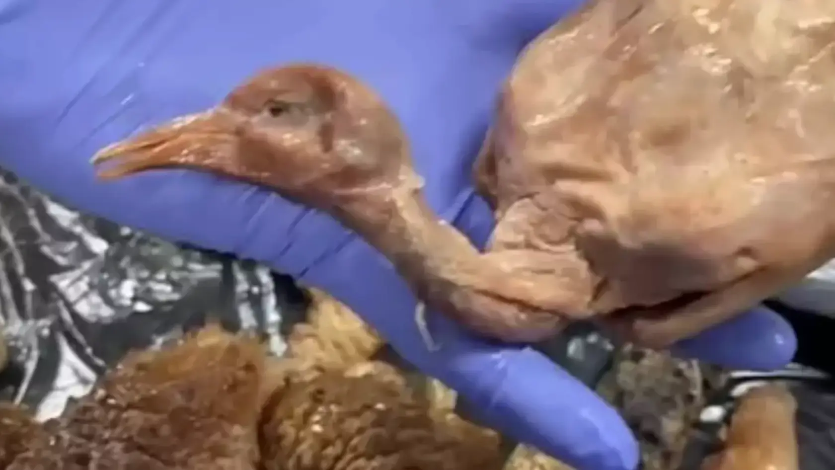 Policia Muncipal de Madrid