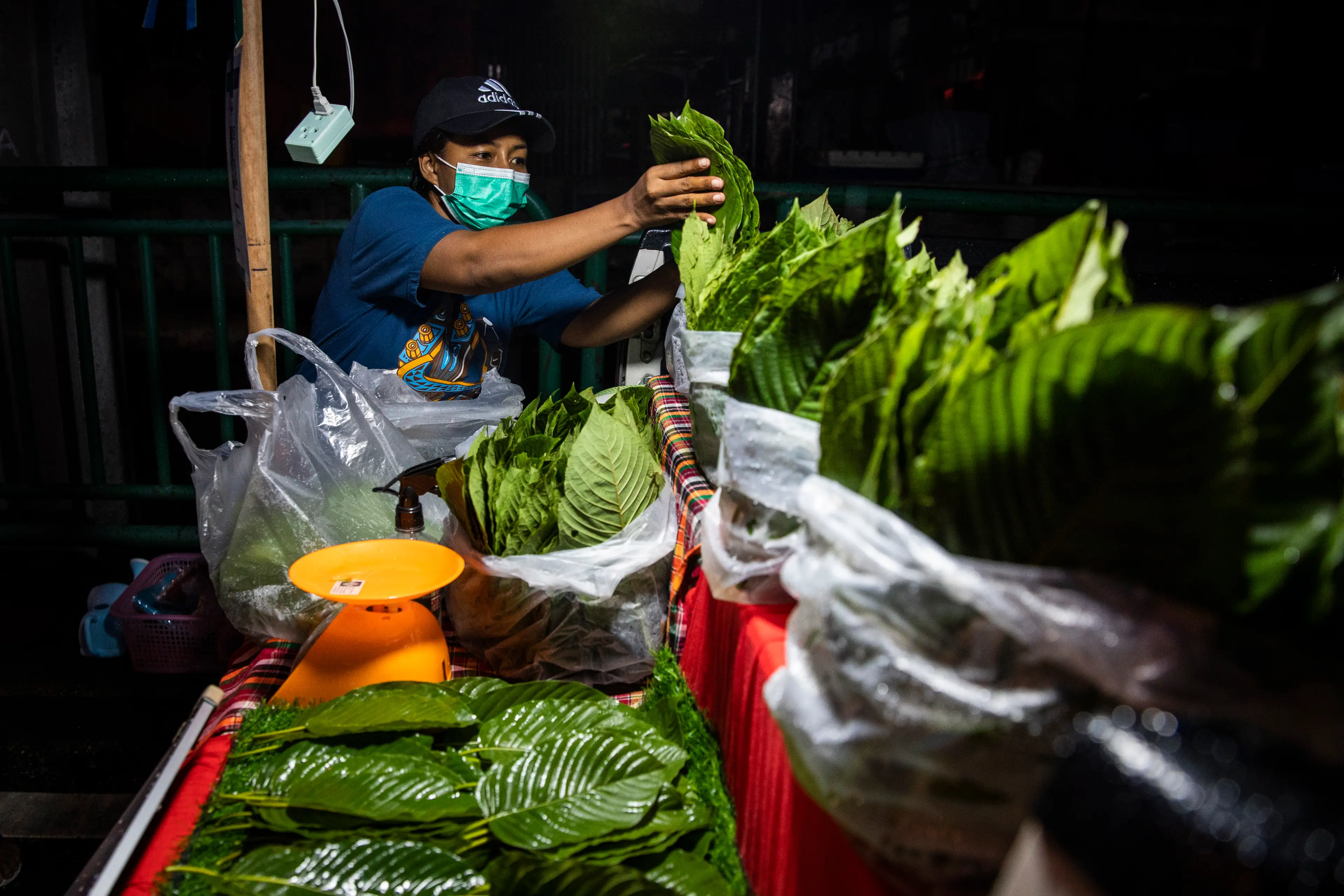 Kratom is made using the leaves of a kratom tree, which is native to Southeast Asia (Lauren DeCicca/Getty Images)