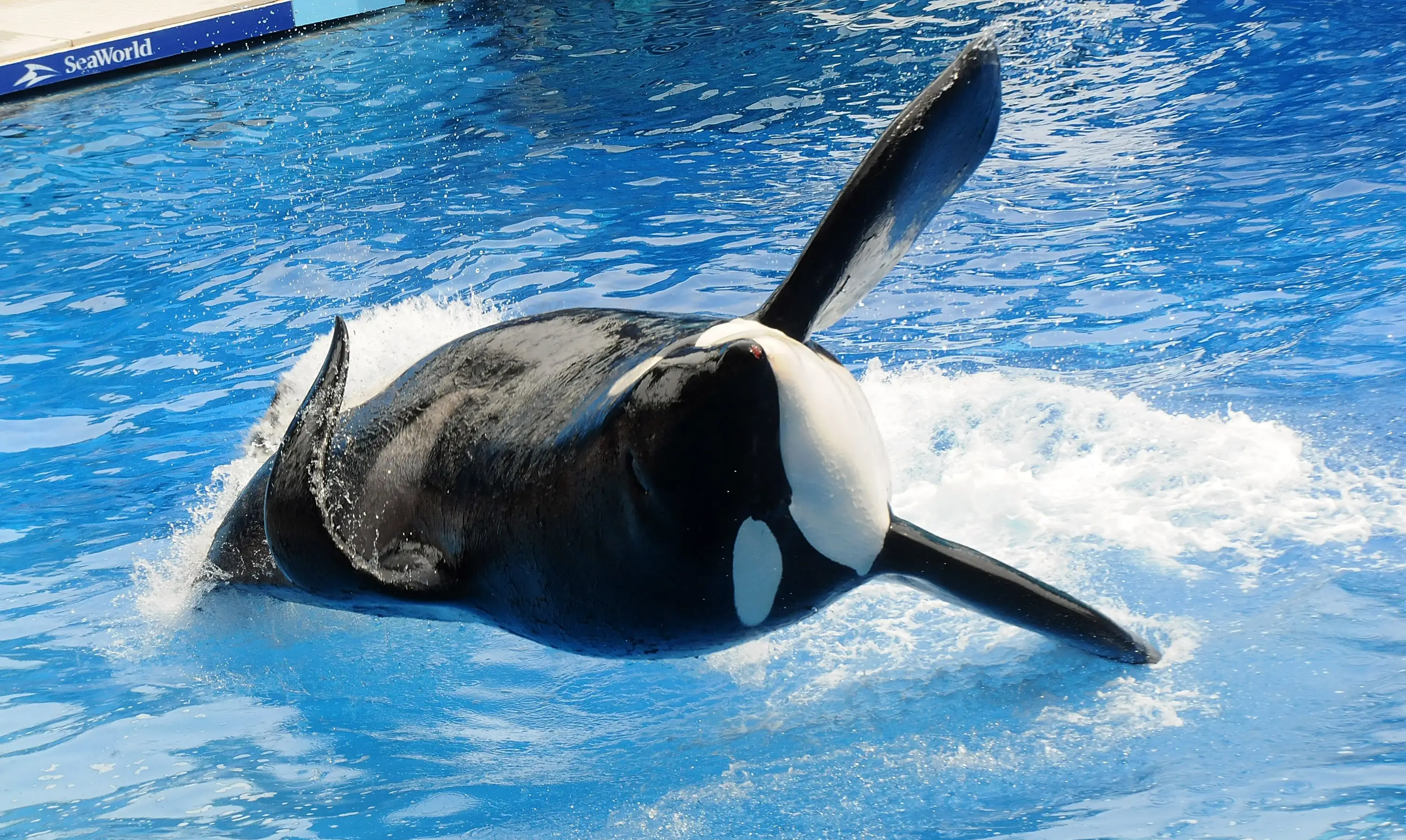 Tilikum seen performing for the first time after Dawn's death in March 2011 (Gerardo Mora/Getty Images)