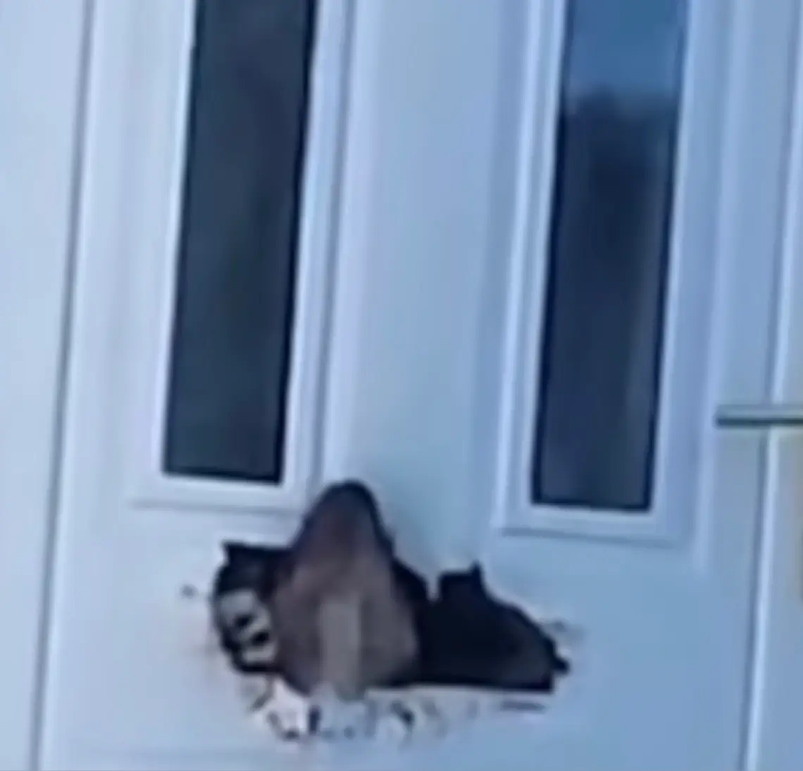 Some believe the dog was stressed.