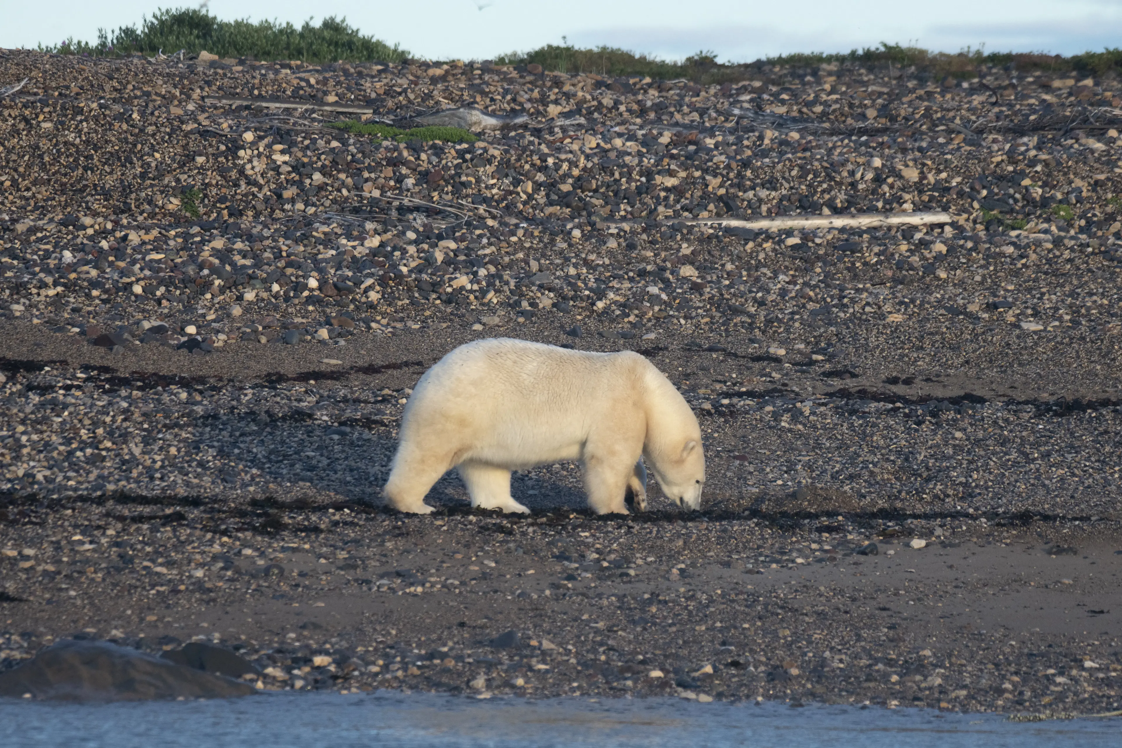 The animals are being forced to forage for food on land due to the melting sea ice (OLIVIER MORIN/AFP via Getty Images)