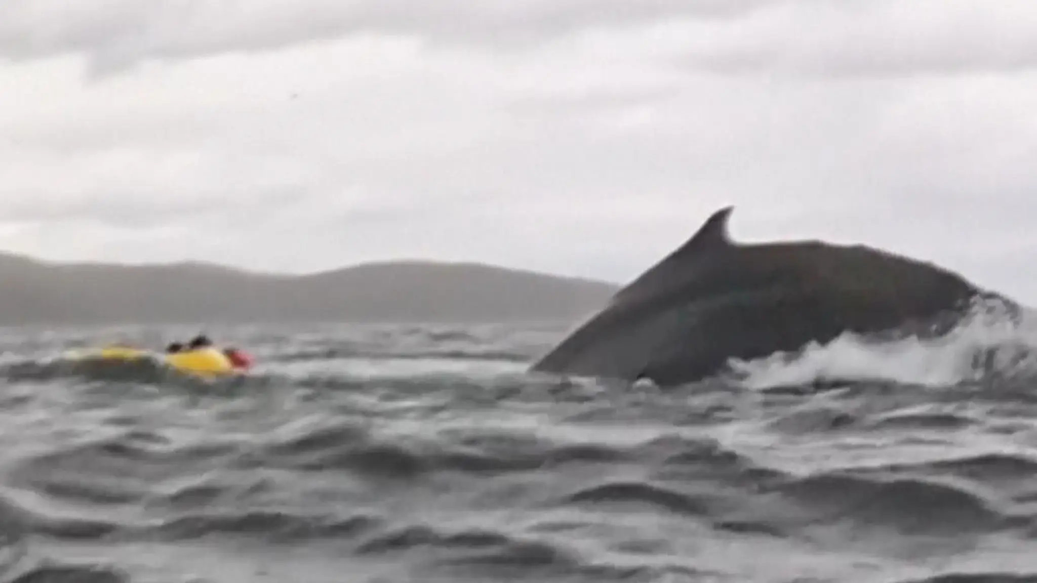 Dad records terrifying footage of his son being swallowed whole by whale