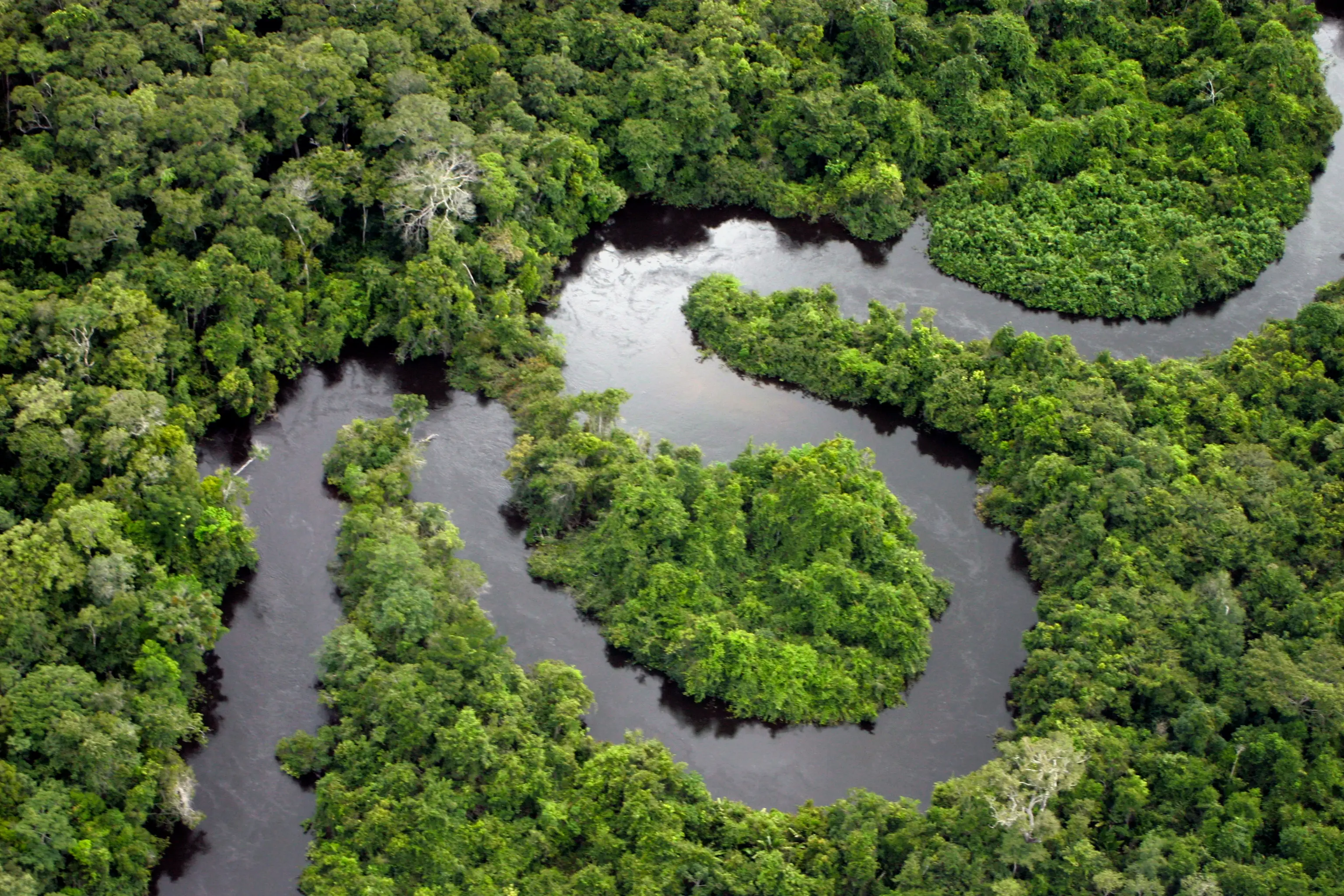 Oropouche thrives in tropical places like the Amazon rainforest. (Getty Stock Image)