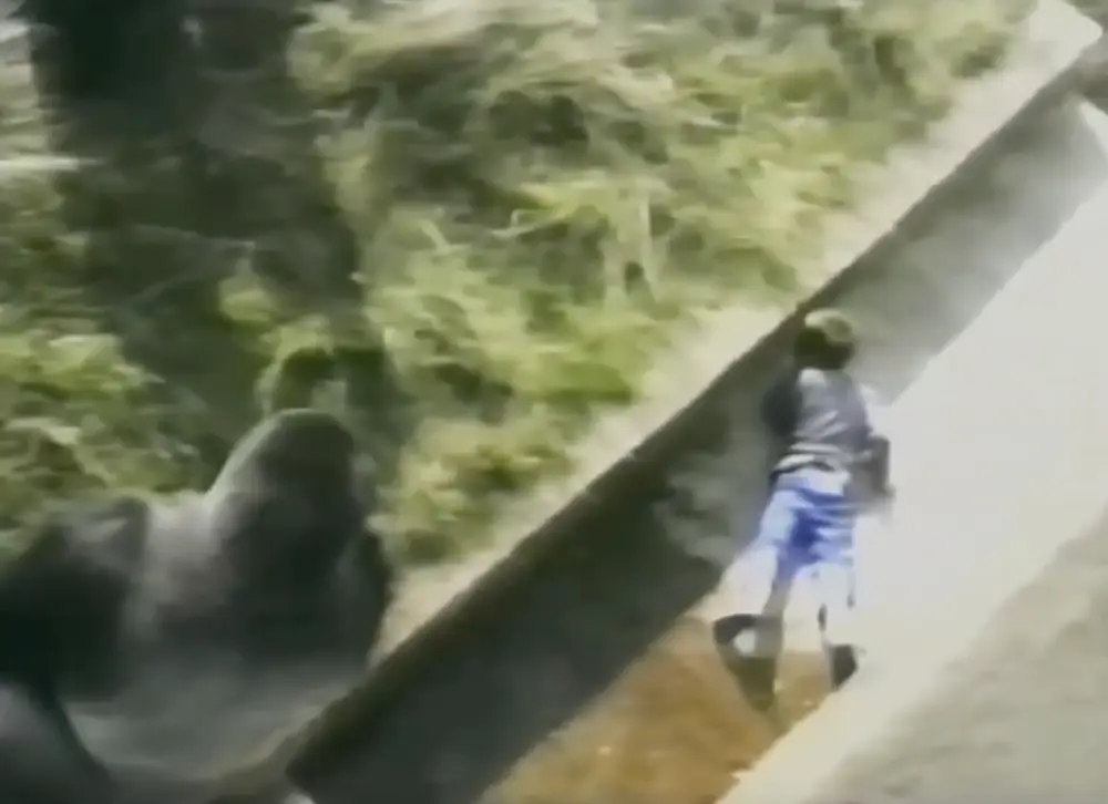 The 'Gentle Giant' protected the boy until others came in to save him.