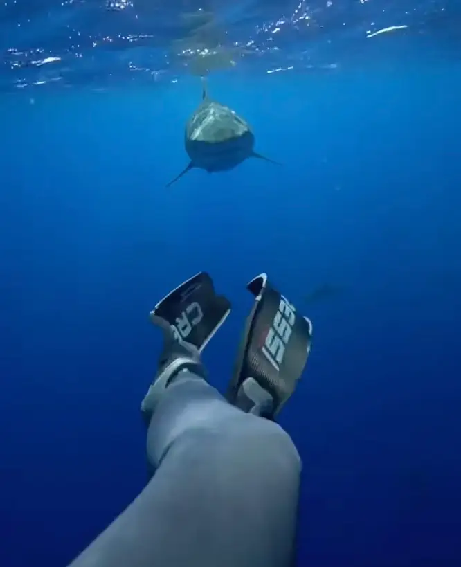 The shark was heading straight for Kayleigh but she didn't even flinch.