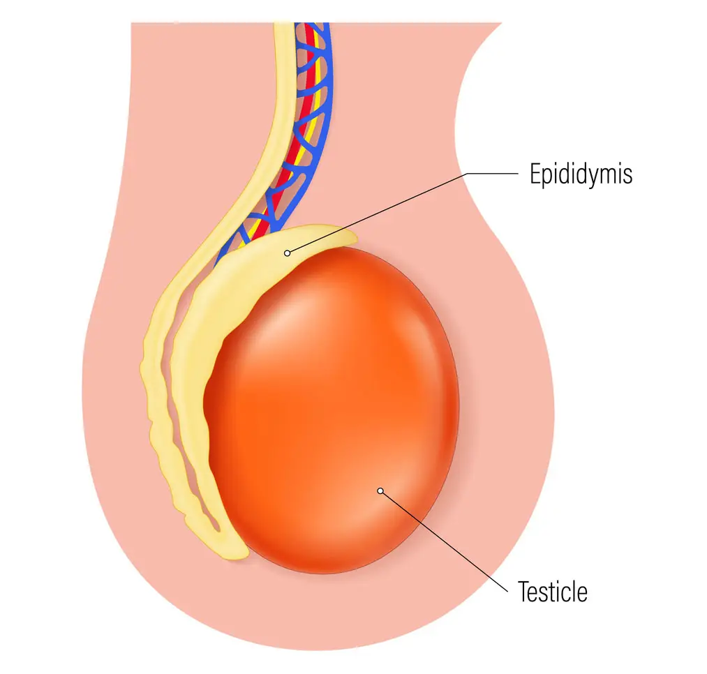 Sperm is reabsorbed in the epididymis (Getty Stock Image)