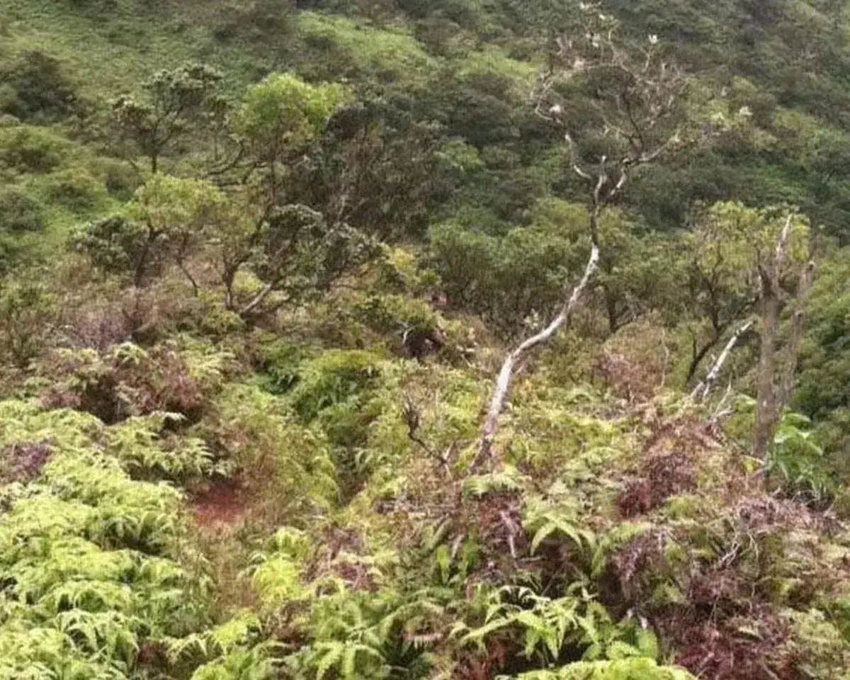 This mystery figure was in one of the last photos he sent. (Crime Stoppers Honolulu)