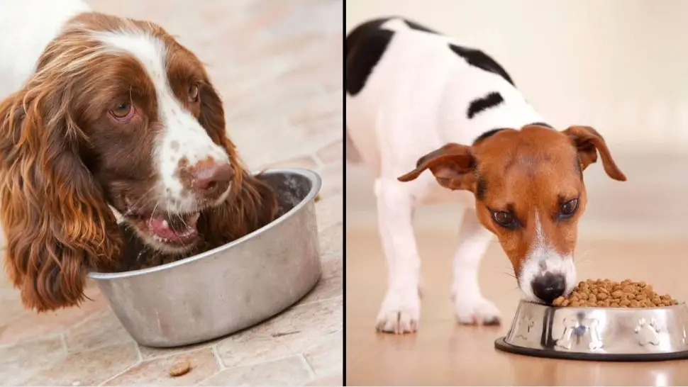 Results Of New Study Revealing How Often You Should Feed Your Dog A Day Shocks Scientists