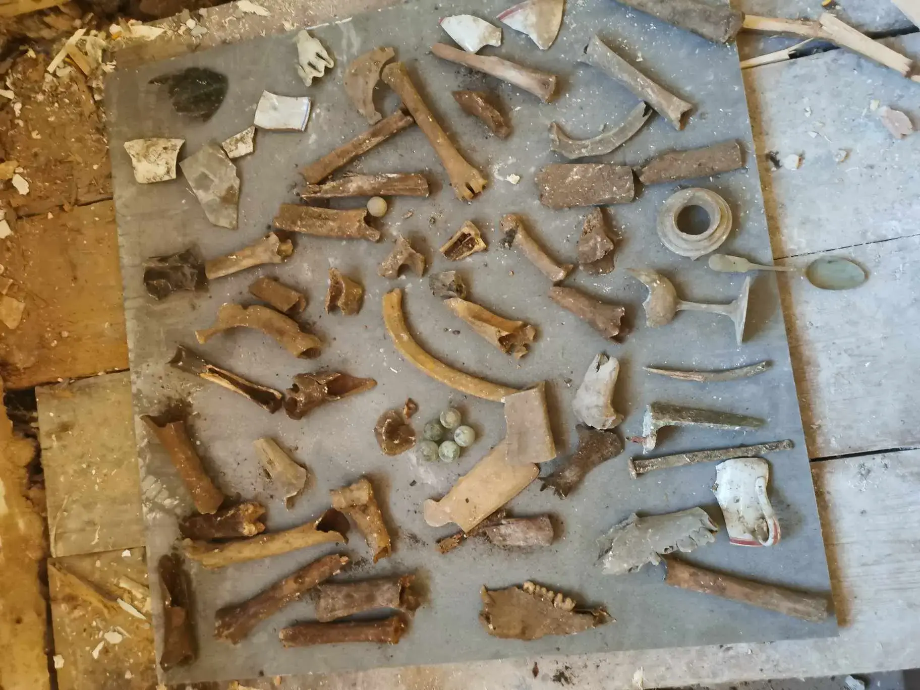 The plumber ended up finding 20 other bones.