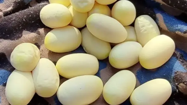 Australian Snake Catchers