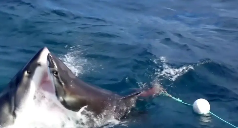 The two great white sharks really went for it. (SWNS)