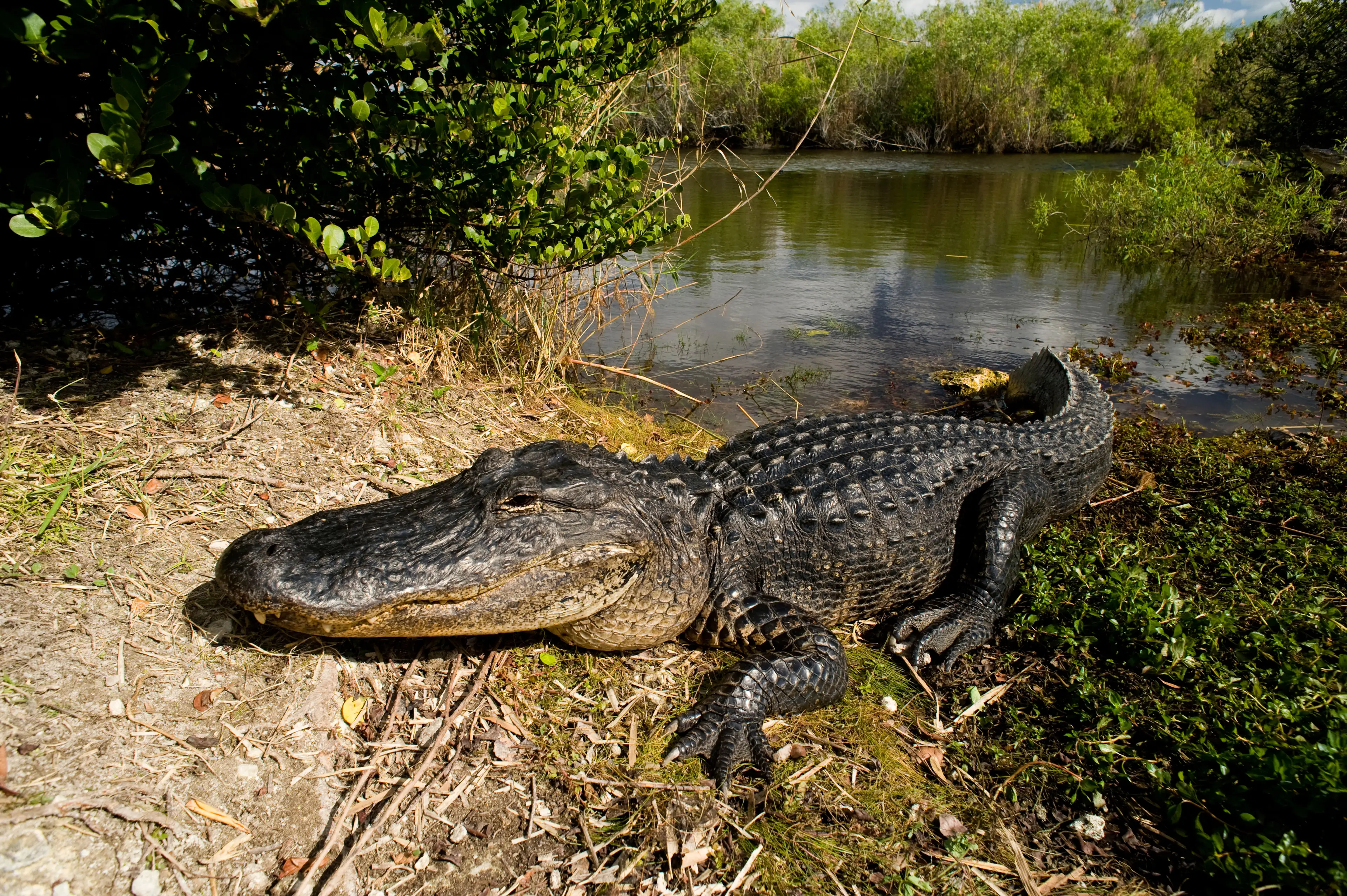 Look out mate, a massive snake would have you easily.
