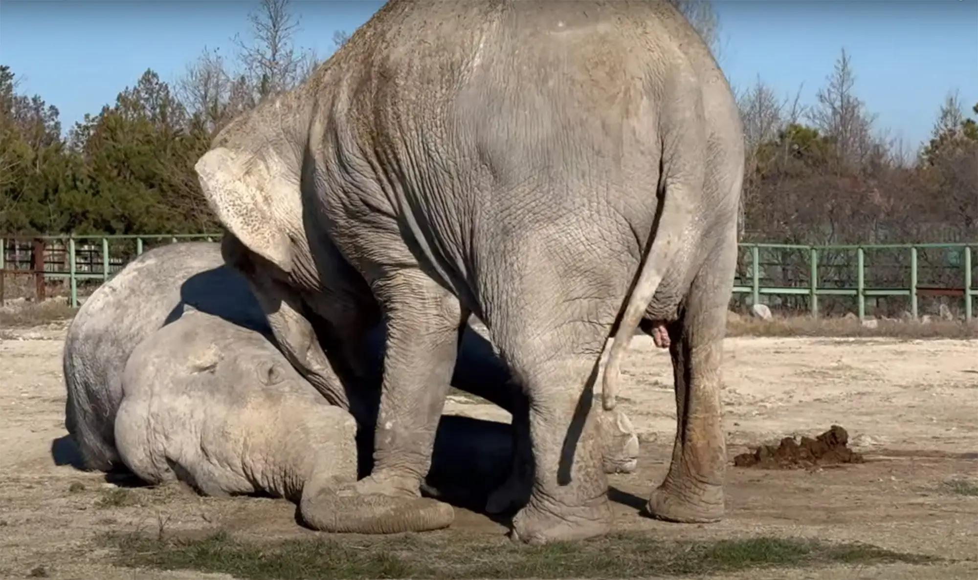 Magda the elephant tried to wake her dead friend Jenny up, then stood over her body for hours (East2West)