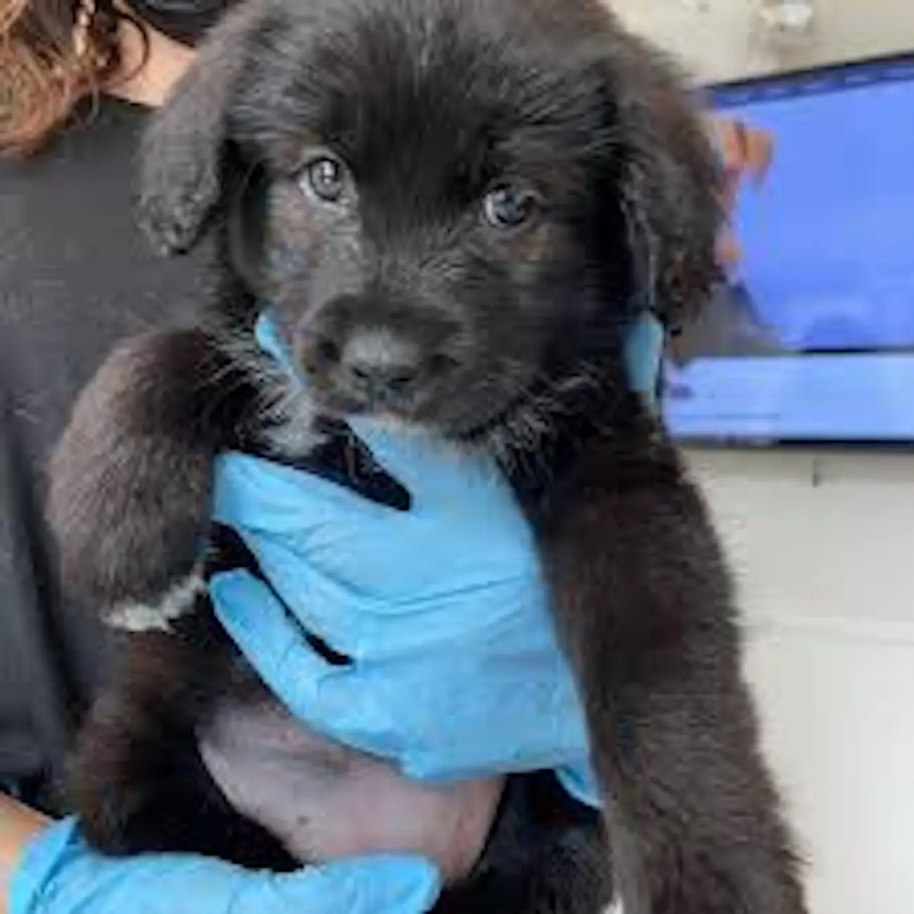 The pooch was causing all sorts of problems. (Instagram/@lilyallen)