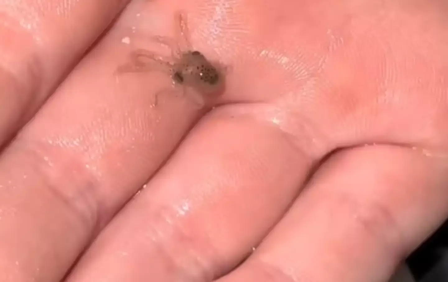 But Terrance left them with dozens of babies to care for (TikTok/@doctoktopus)