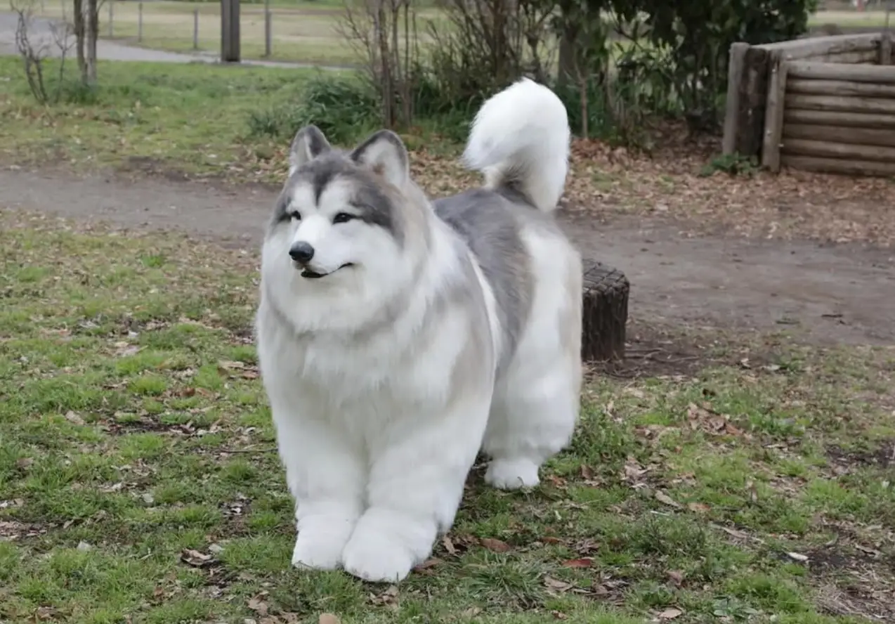 Toco chose to 'become a dog' (Instagram/@toco.ev)