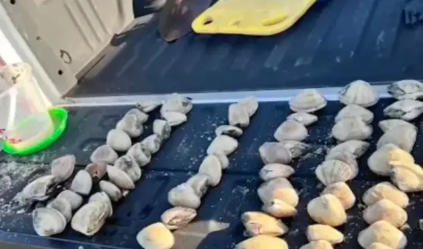 The kids managed to collect 72 clams. (AMC7)