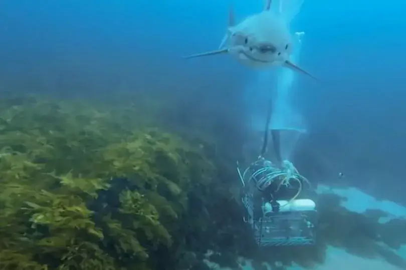 He has had some scary encounters with sharks.