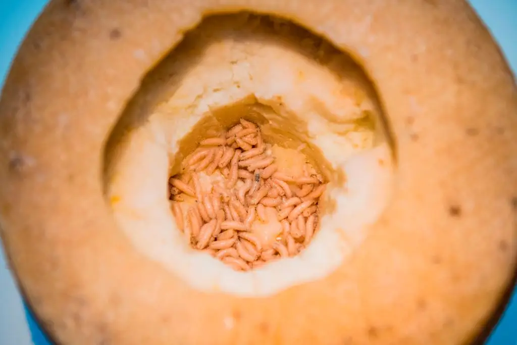 A chunk of casu marzu on display at the Disgusting Food Museum in Malmo, complete with still living maggots eating it (JONATHAN NACKSTRAND/AFP via Getty Images)