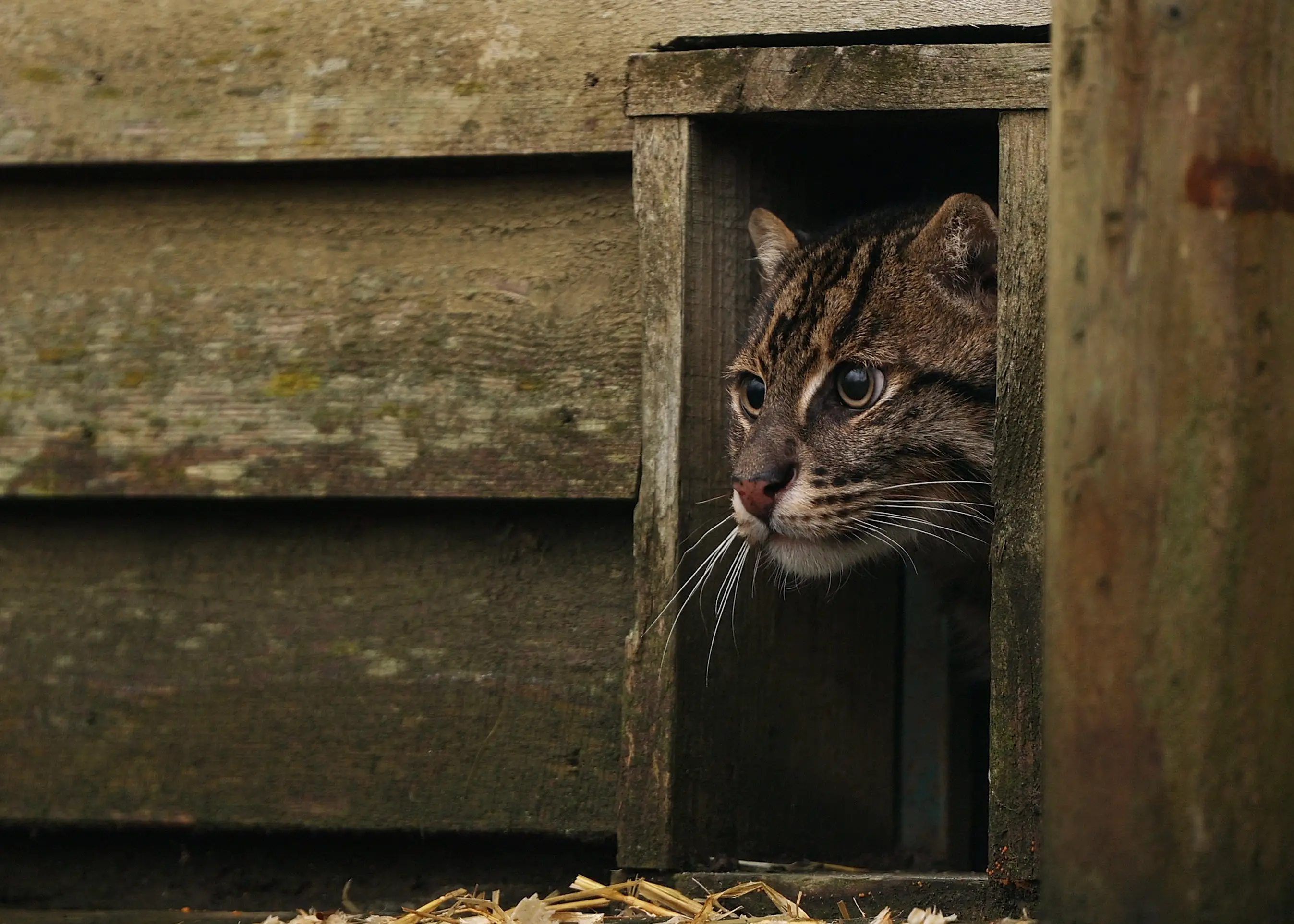 Boson the cat is one of 28 animals being rehomed (The Big Cat Sanctuary/PA Wire)