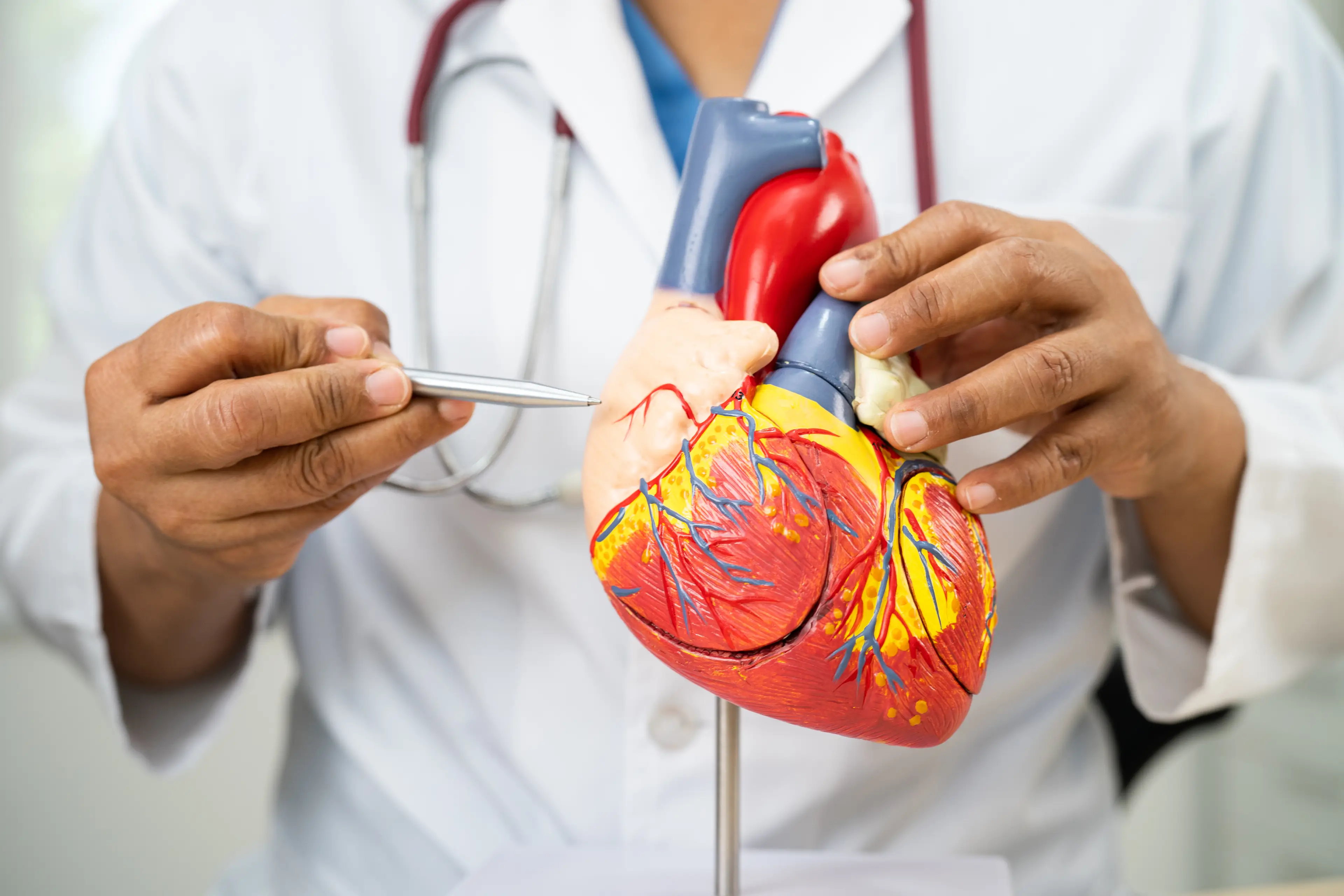 A healthy heart is crucial to a long life. (Getty Stock Photo)