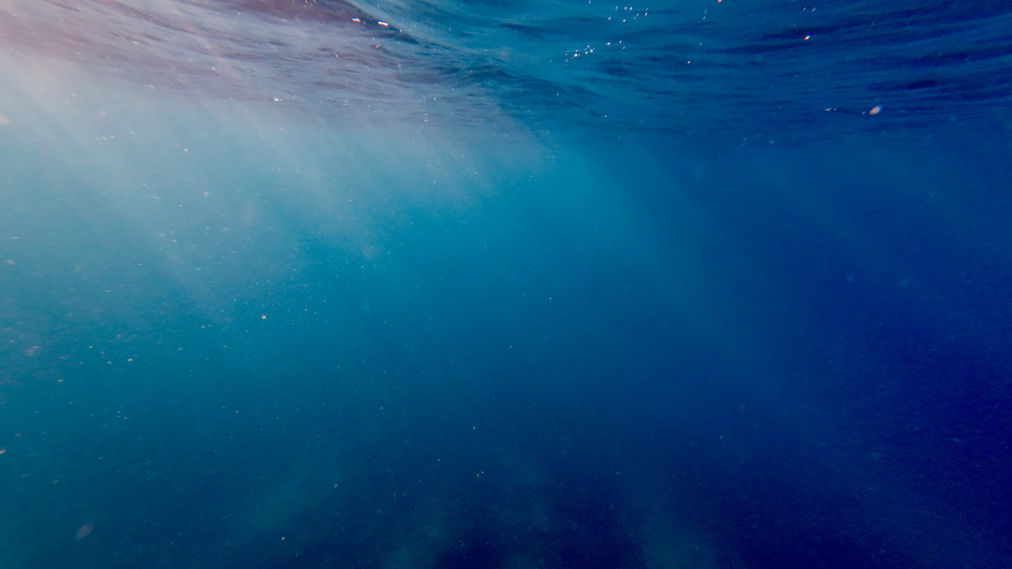 There was only one survivor (DimanDiver/Getty stock photo)