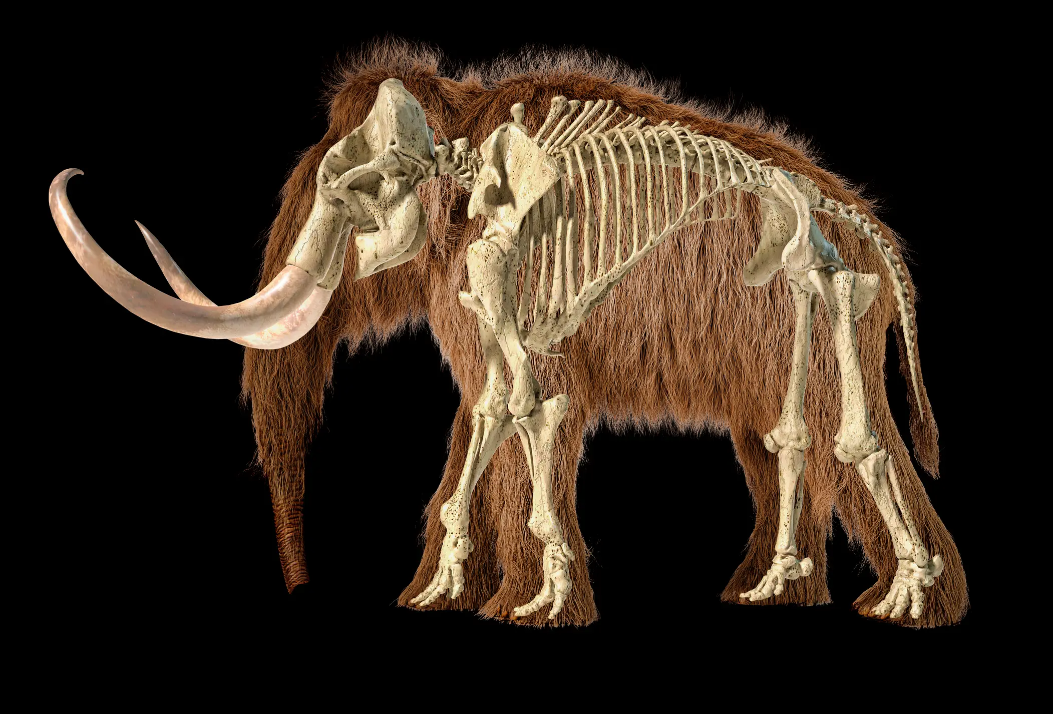 A Texas-based company has developed technology that could resurrect extinct animals such as the woolly mammoth (Getty Stock Images)