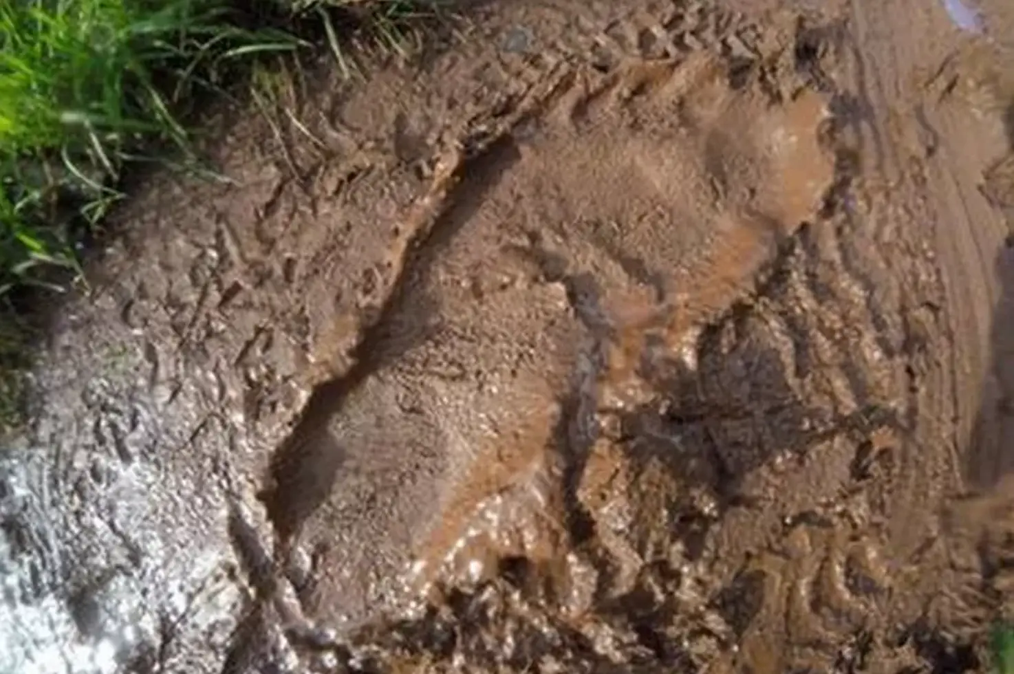People believe they may finally have evidence that Bigfoot is real.
