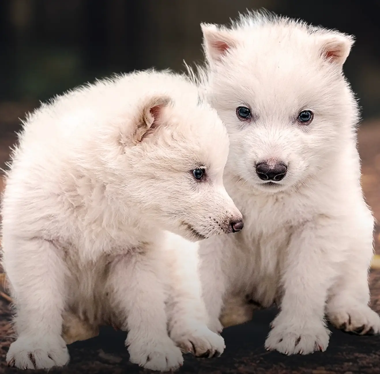 How genetically close are they to their ancient ancestors? (Colossal Biosciences)