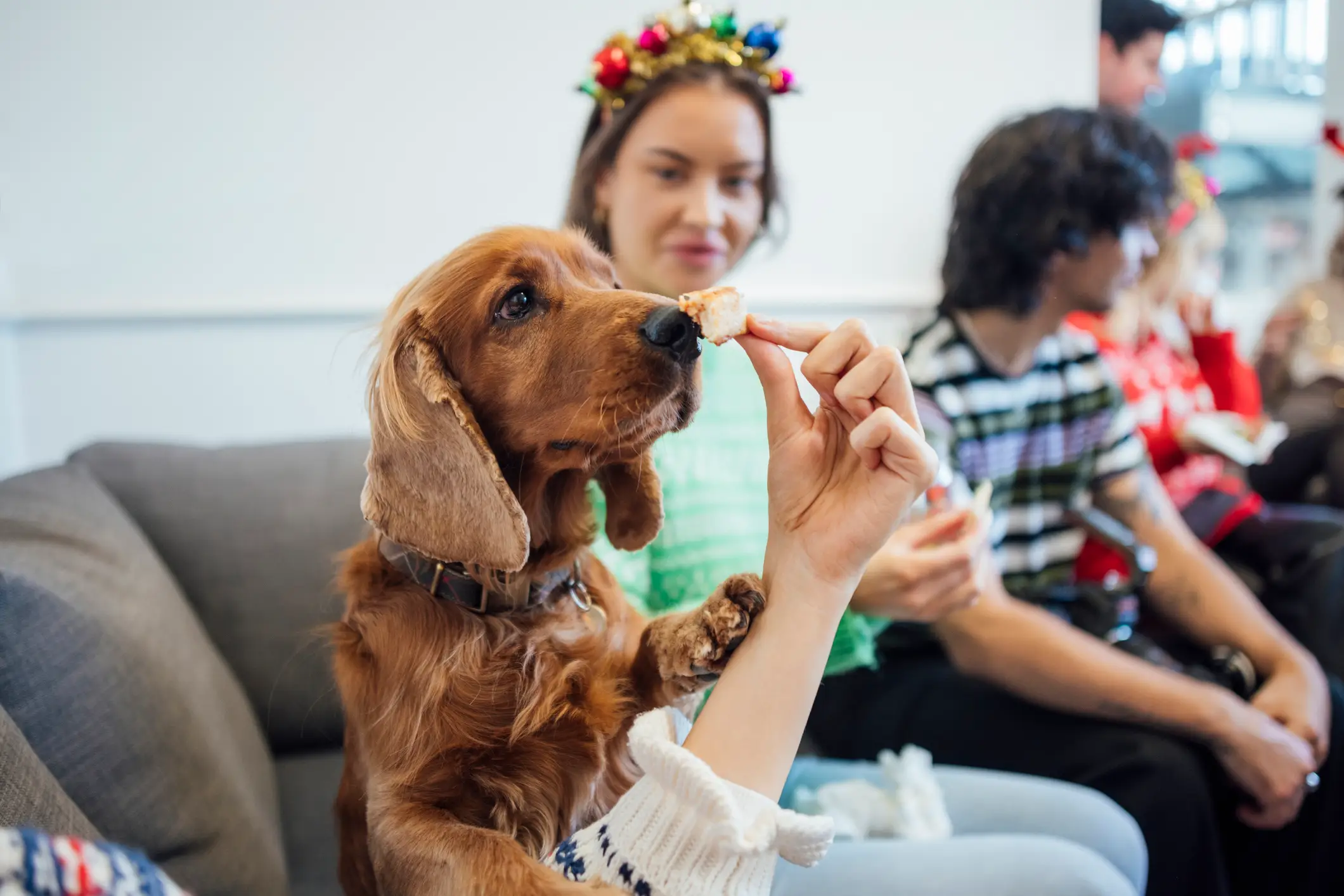 Many popular holiday foods can be toxic to dogs in small amounts (SolStock/Getty Images)