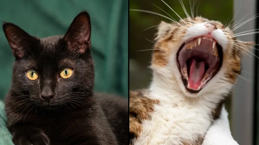 Andi Edwards/Getty Images/Olivier TUFFE/Getty Images