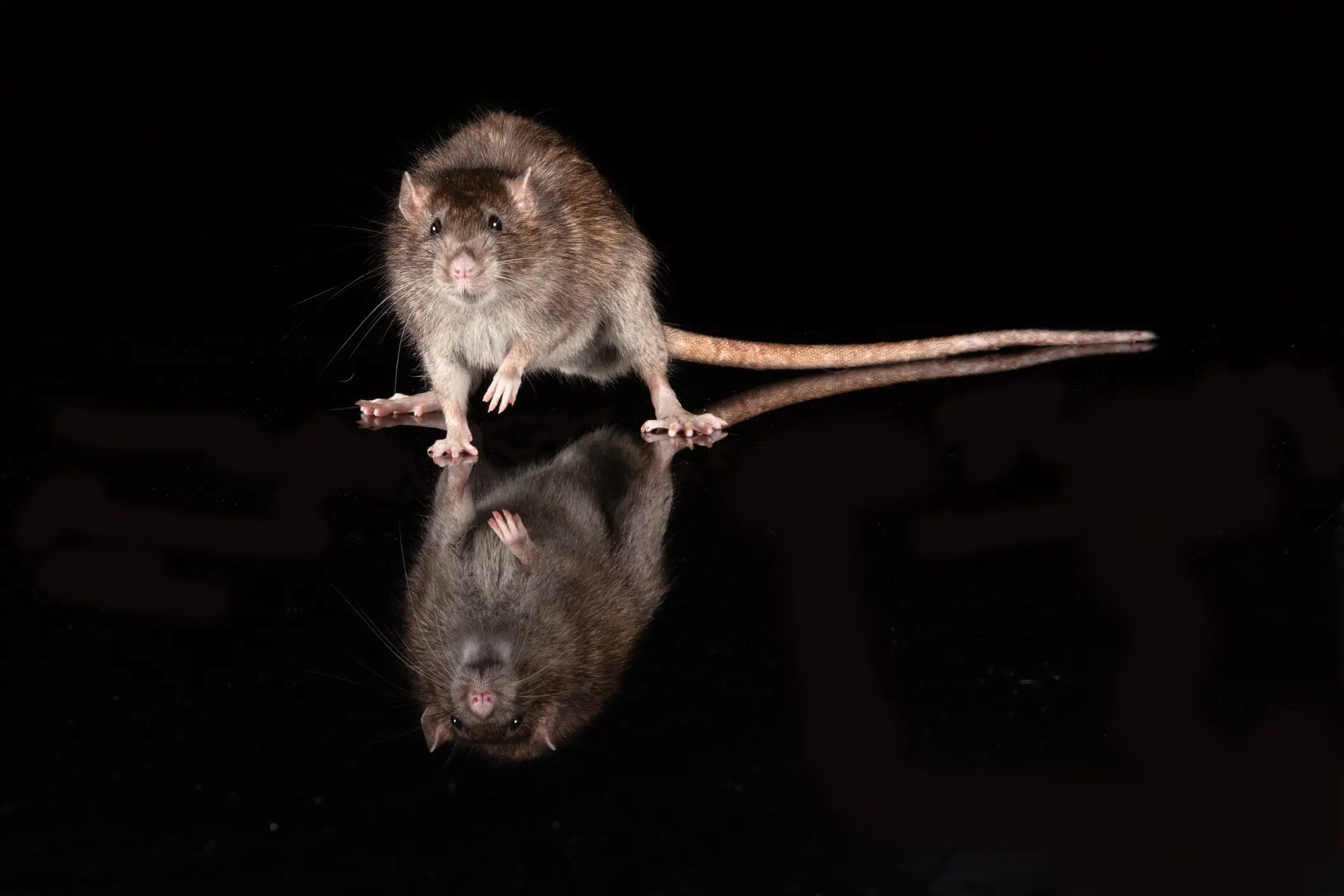 There's a gruesome way in which a rat can hurt a human (Getty Stock Image)