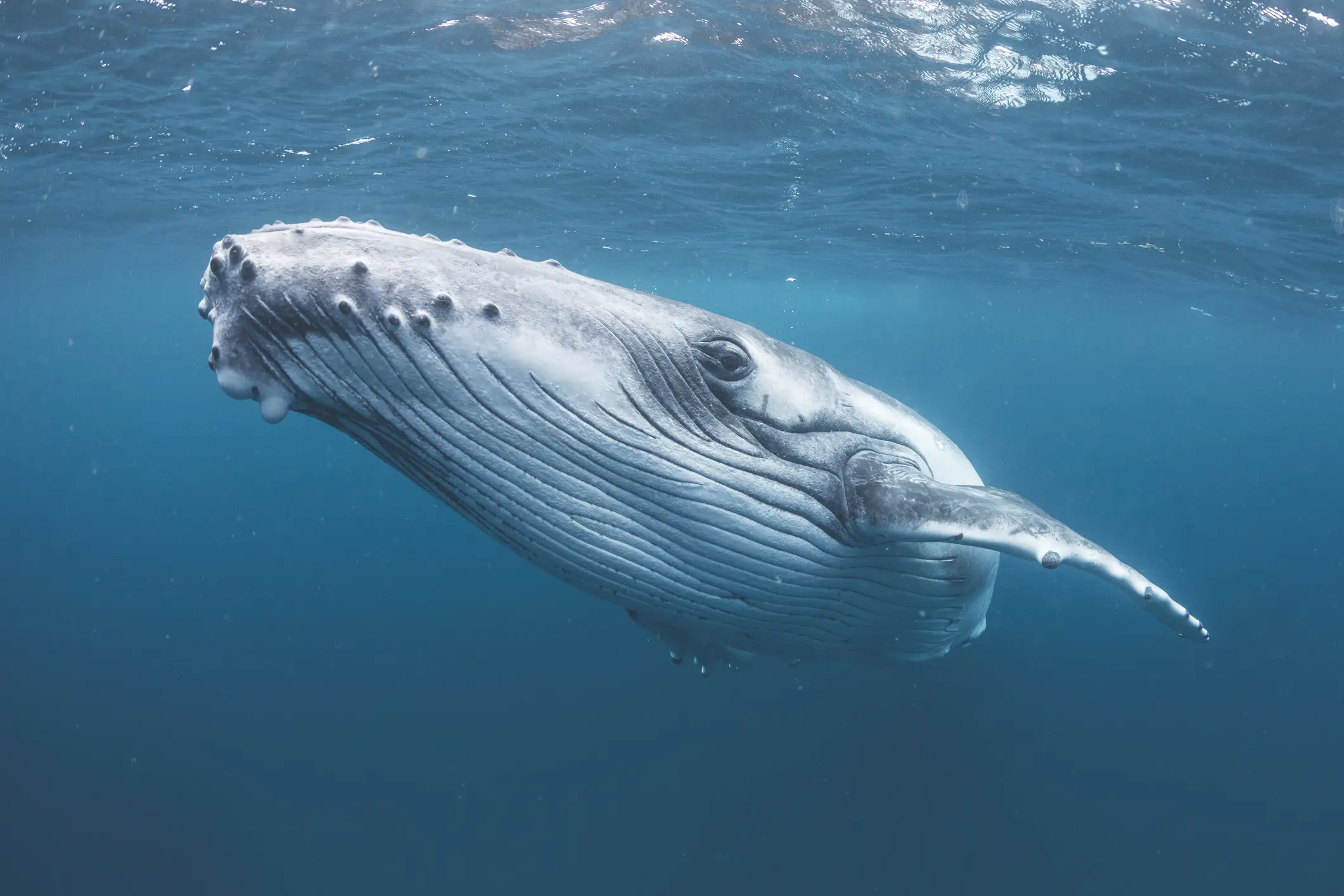 Humpback whale (