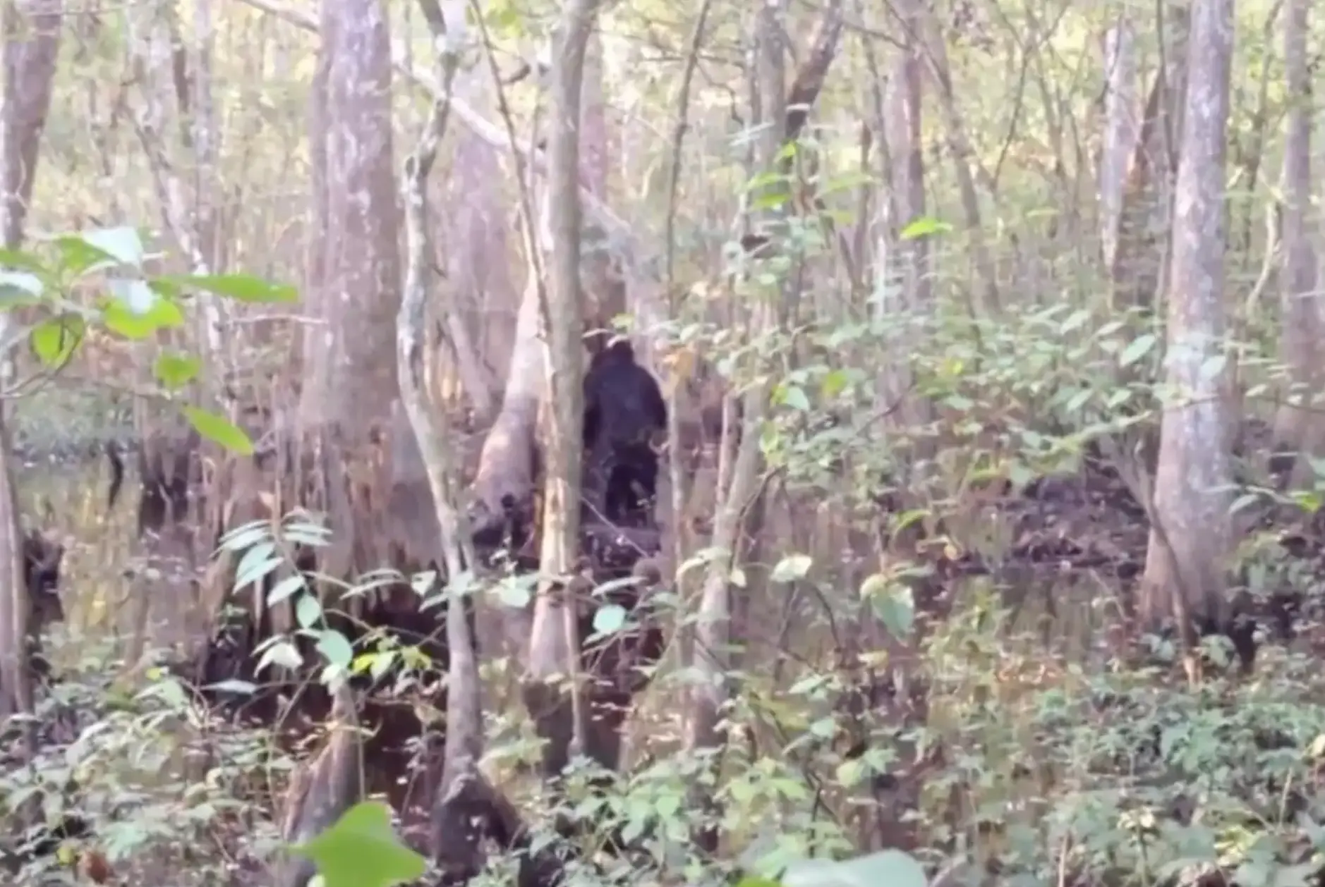 The chilling footage has been hailed as great evidence. (YouTube/Josh Highcliff)