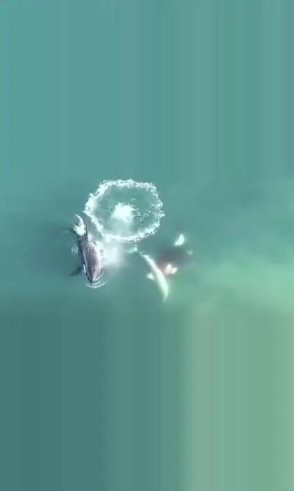 As if great whites weren't scary enough, imagine crossing paths with a pod of orcas.