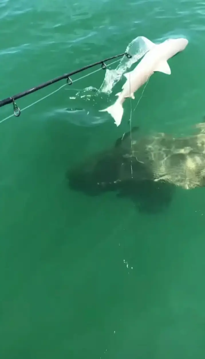 Fishermen off the coast of Florida captured the shocking moment an Atlantic goliath grouper took down a blacknose shark.