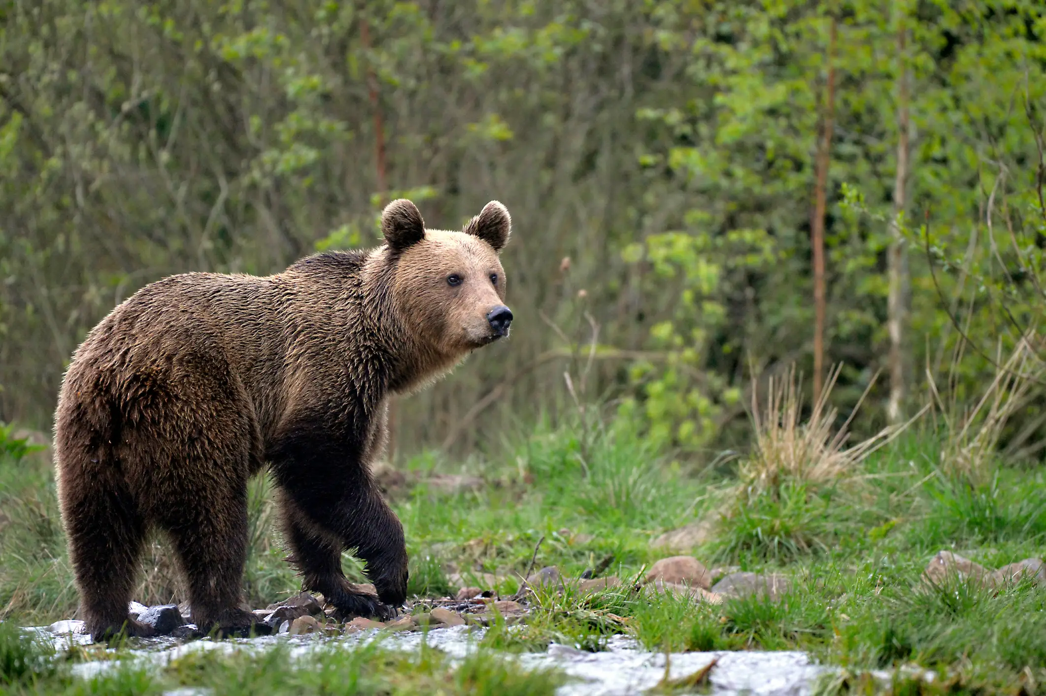 The brown bear managed to escape and is yet to be captured (Getty Stock Image)