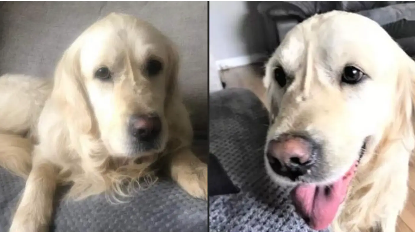 Rescue dog escapes new owners and walks 40 miles back to former home that got rid of him