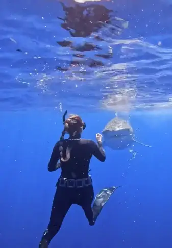 Facing the shark is the best way to avoid being attacked.