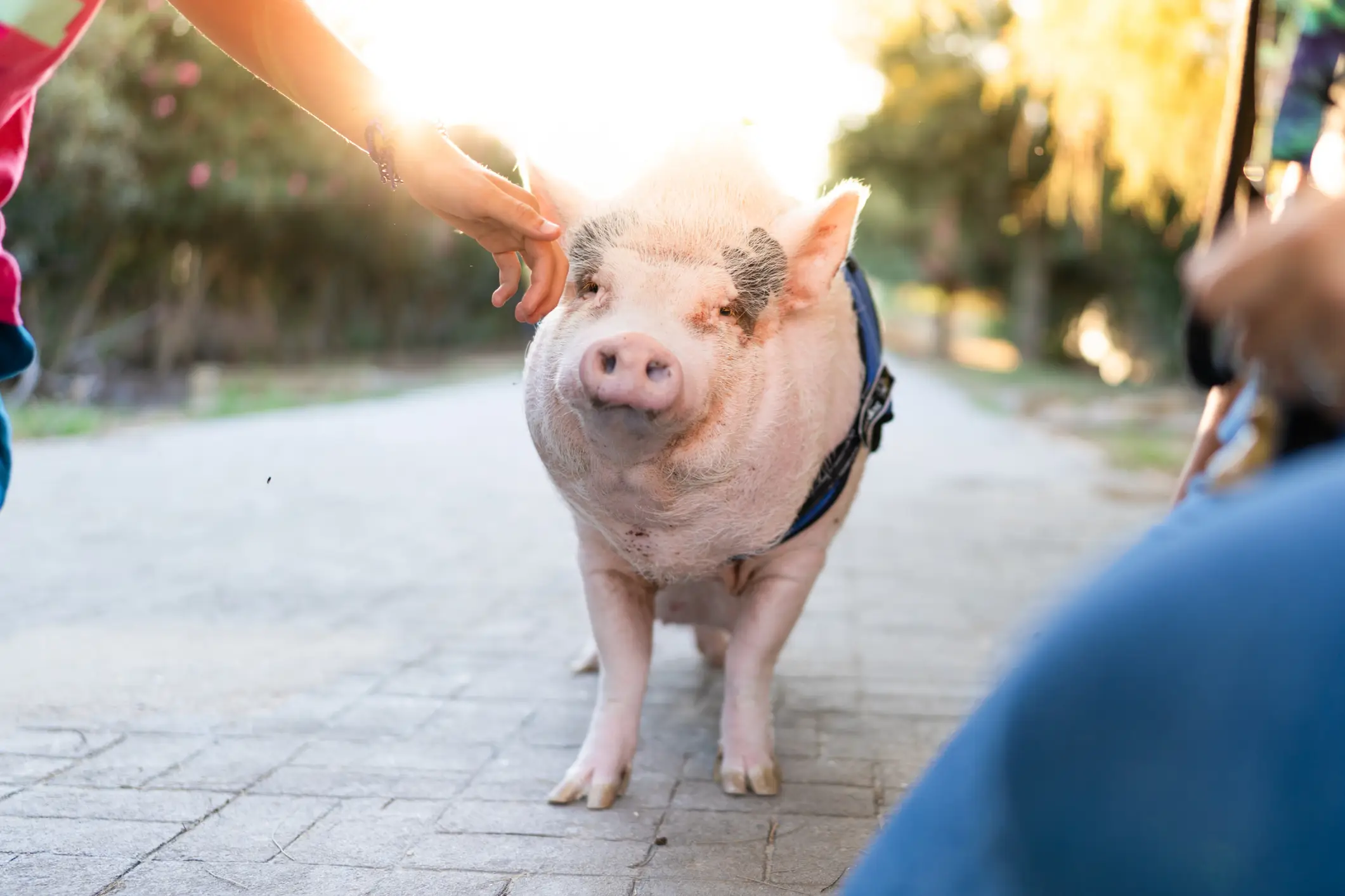 Pigs might be the heroes we need (Getty Stock Image)