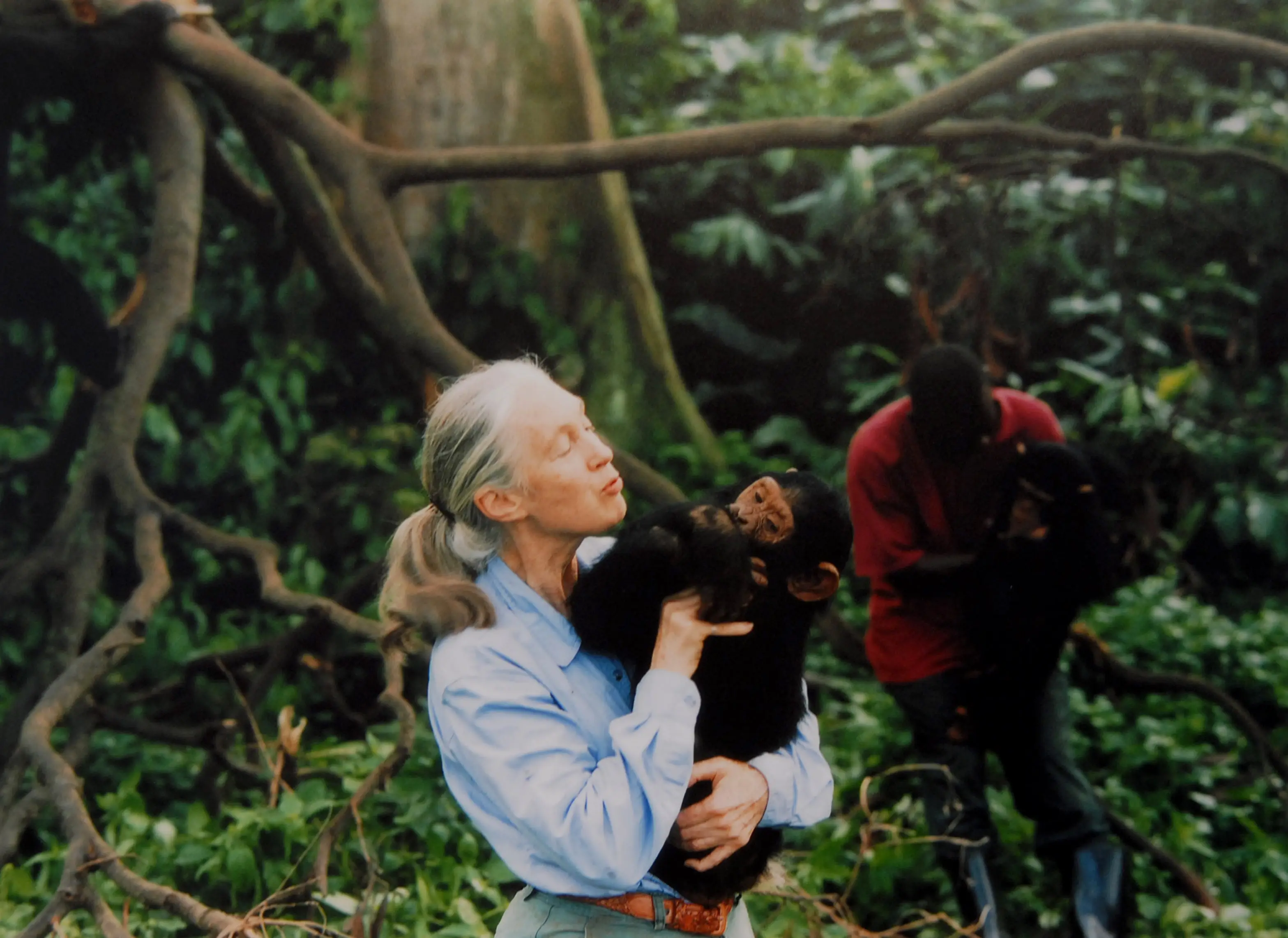 Jane Goodall is good with chimps, but bad with faces (Apic via Getty Images)