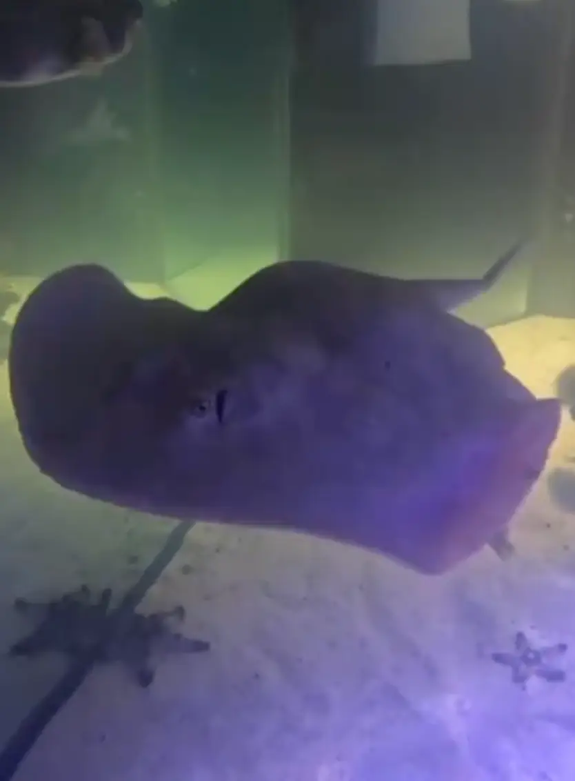 Charlotte seems perfectly healthy, though it is unclear how her pups are doing. (Instagram/@teamecco)