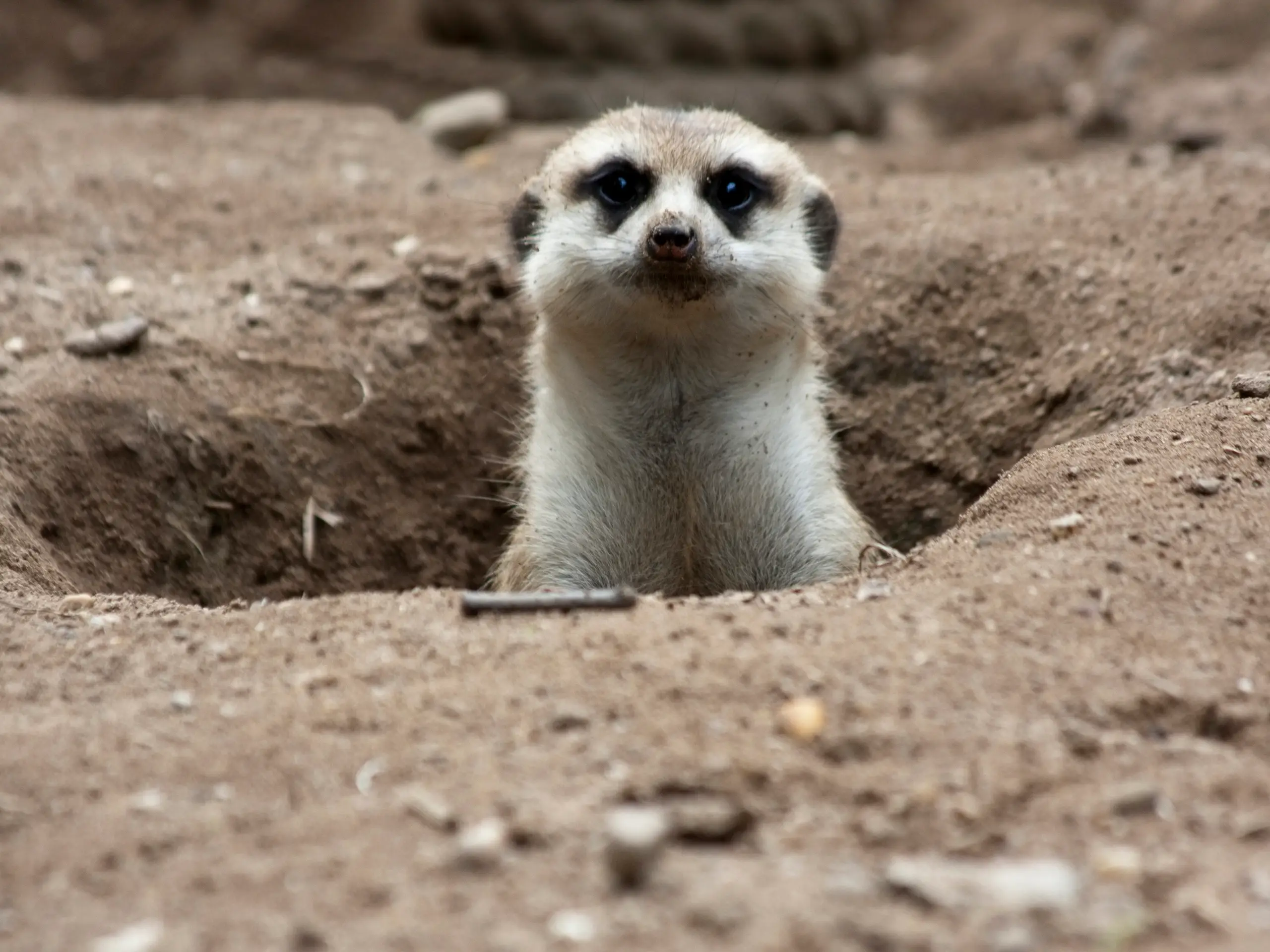 The group of meerkats died after their network of underground tunnels collapsed (Getty Stock Images)