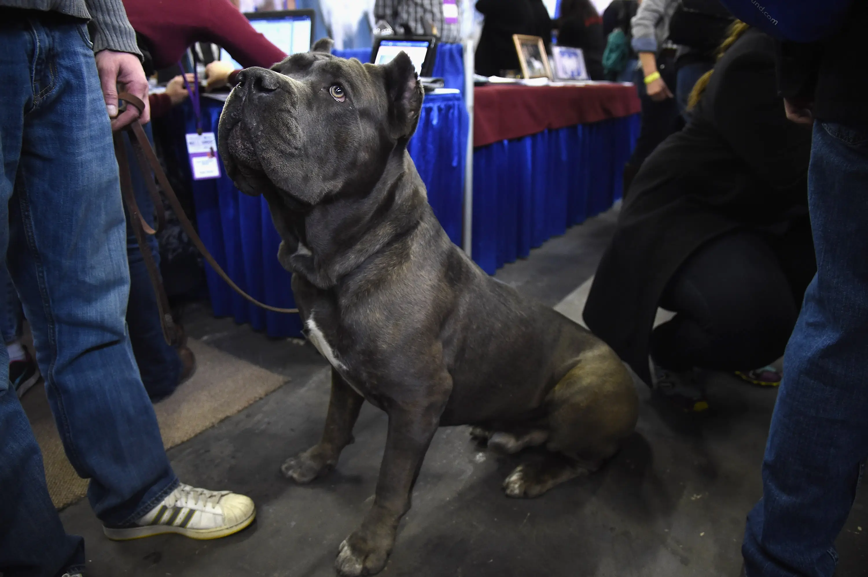 Cane Corsos are descended from war dogs the Roman army used as guard dogs (Gary Gershoff/WireImage)