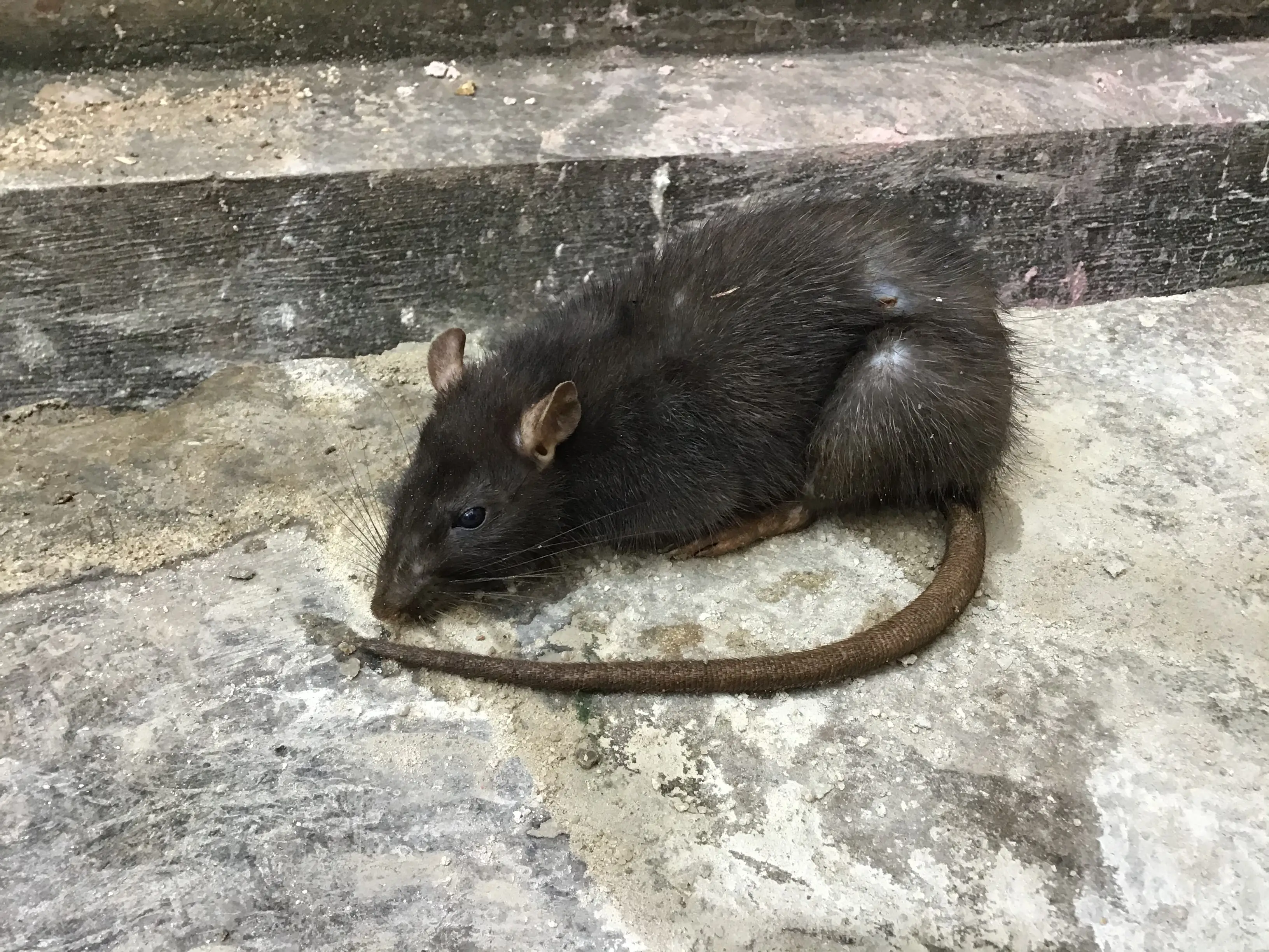 Rats can carry illness which pass onto humans (Getty Stock)