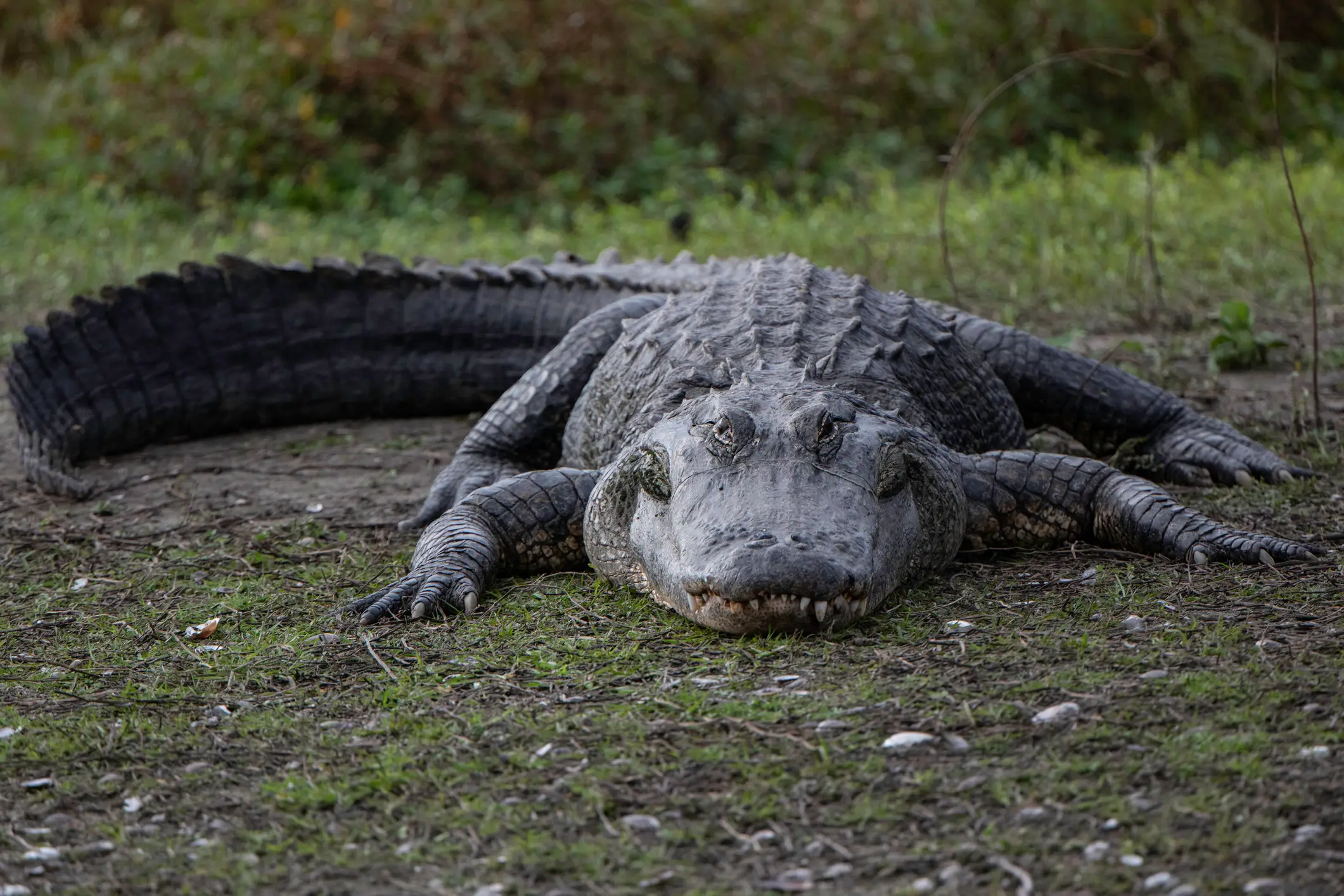 DNA confirmed that Clark was killed by the 13-foot alligator (Getty Stock Images)