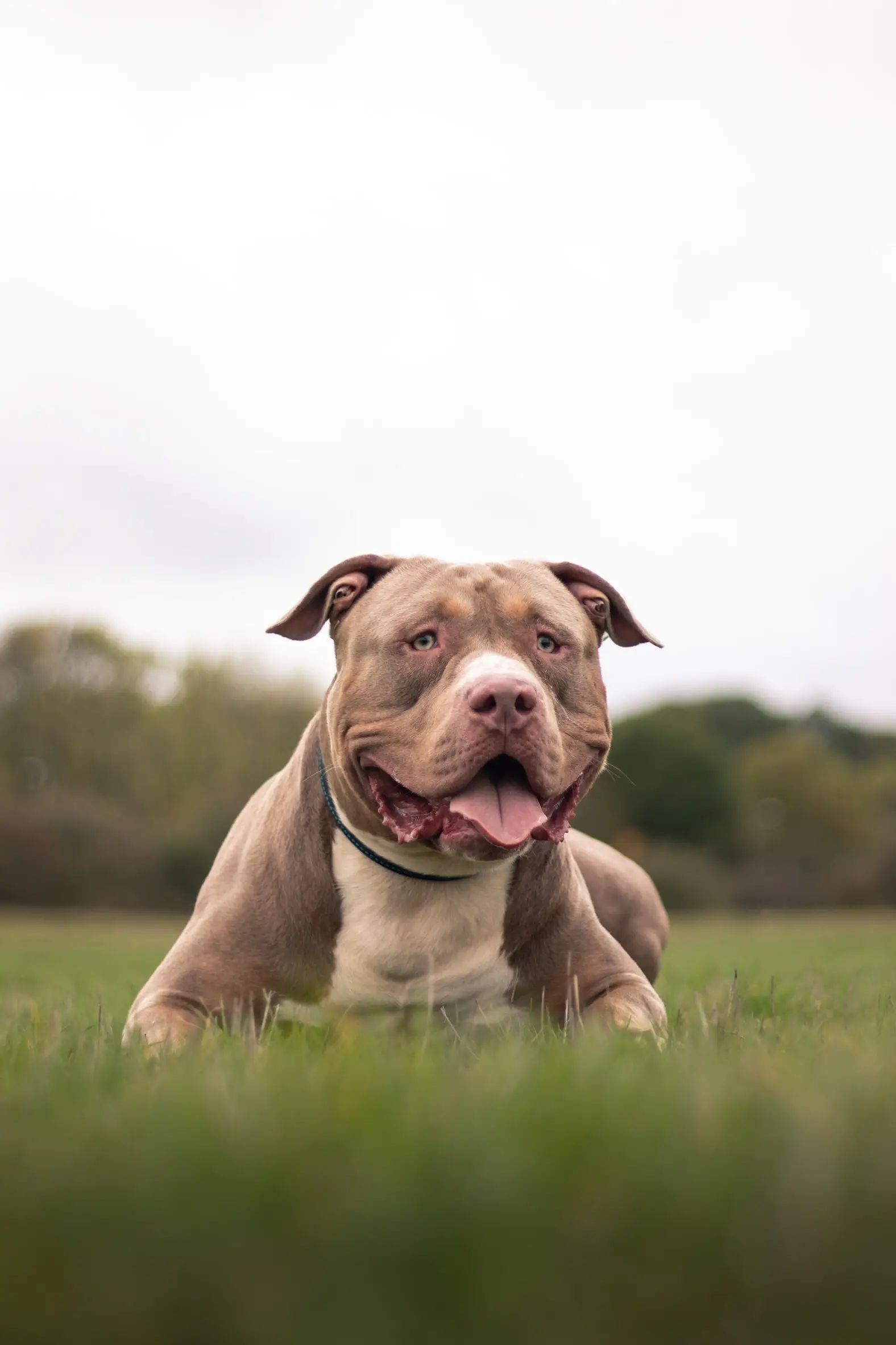 American Bully XL.