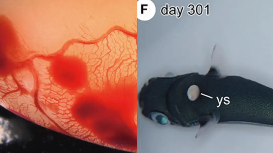 Frontiers in Fish Science